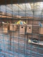 Grasparkietjes, Dieren en Toebehoren