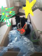 Uitlaten van uw hond, Dieren en Toebehoren, Honden-accessoires, Ophalen of Verzenden