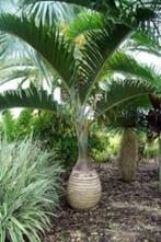 palmboom (flessenpalm ), Tuin en Terras, Bloeit niet, Ophalen of Verzenden, 100 tot 250 cm, Palmboom
