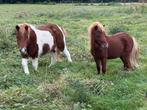 3 pony’s, Dieren en Toebehoren, Pony's