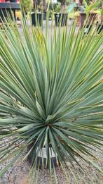 Yucca Rostrata - palmlelie, Ophalen
