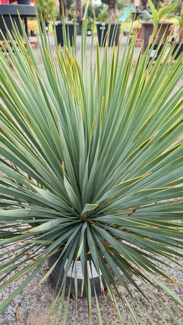 Yucca Rostrata - palmlelie  beschikbaar voor biedingen