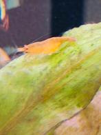 Aquarium garnalen oranje (neocaridina), Dieren en Toebehoren, Kreeft, Krab of Garnaal, Zoetwatervis