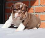 engelse bulldog pup, Dieren en Toebehoren, België, 8 tot 15 weken, Teef, Eén hond