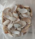 schelpen: couteaux - (zaag)schelpjes voor strandbloemen, Ophalen of Verzenden