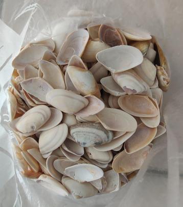 schelpen: couteaux - (zaag)schelpjes voor strandbloemen