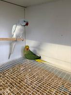koppel halsbandparkieten, Meerdere dieren, Parkiet, Geringd