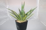 xylonacantha d'agave, Plante succulente, Moins de 100 cm, Plante verte, Plein soleil