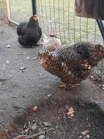 Zijdehoen Hennen, Dieren en Toebehoren, Pluimvee