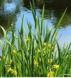 Gele lis, iris pseudacorus vijverplant, Comme neuf, Enlèvement ou Envoi
