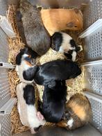 Cavia beertjes, Dieren en Toebehoren, Knaagdieren, Cavia, Mannelijk, Juli, Tam