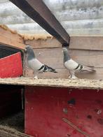 Takla duiven, Dieren en Toebehoren