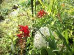 Crocosmia 'Lucifer', Tuin en Terras, Planten | Tuinplanten, Volle zon, Vaste plant, Zomer, Ophalen