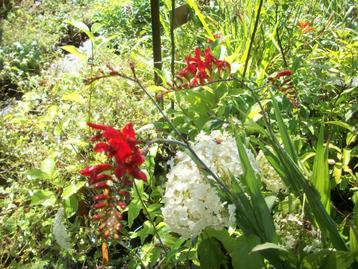 Crocosmia 'Lucifer' beschikbaar voor biedingen