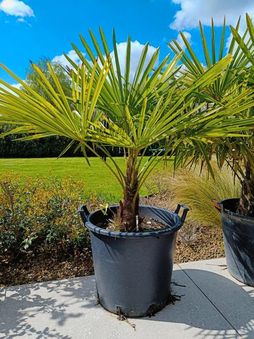 Verschillende palmbomen ( eigen kweek) te koop, Jardin & Terrasse, Plantes | Arbres, Palmier, 100 à 250 cm, Plein soleil, Printemps