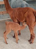 Bruin alpaca hengstje te reserveren geboren 29/8/24, Dieren en Toebehoren