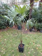 Trachycarpus Fortunei palmboom stamhoogte 30 cm spotprijs, Enlèvement, Palmier