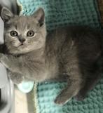 Brits korthaar kittens ️, Dieren en Toebehoren, Katten en Kittens | Raskatten | Korthaar, Meerdere dieren, Gechipt, 0 tot 2 jaar