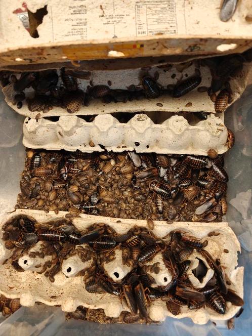 Dubia, Dieren en Toebehoren, Insecten en Spinnen