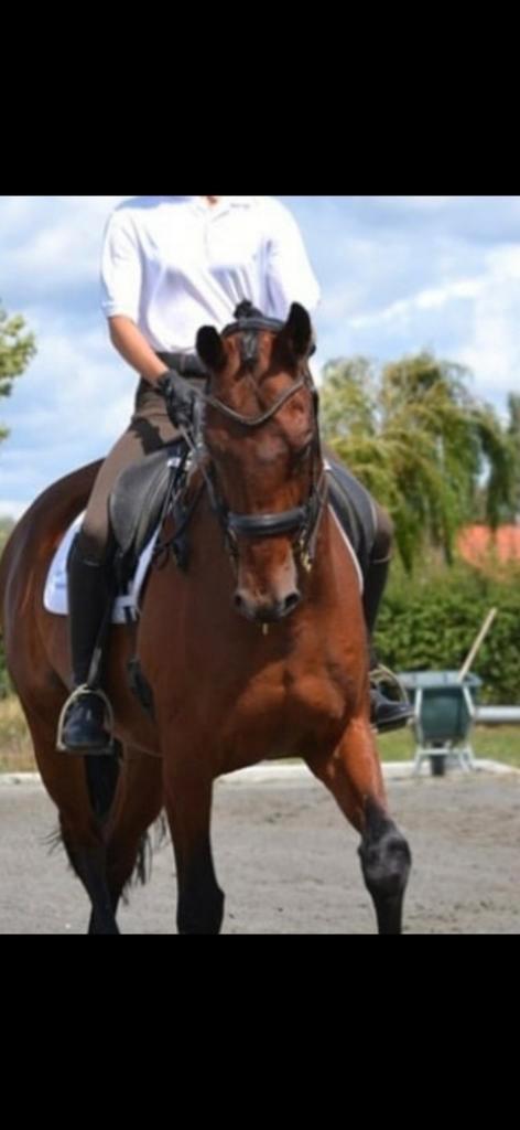 Dressuur lessen voor beginners en gevorderden., Dieren en Toebehoren, Paarden