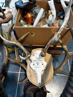 Schedel hert met geweien, Ophalen