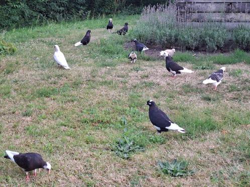 Duiven birmingham rollers te koop, Dieren en Toebehoren, Vogels | Duiven, Tuimelaar of Roller, Meerdere dieren