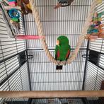 kooi te koop babbelt op zijn iepers, Dieren en Toebehoren, Vogels | Parkieten en Papegaaien