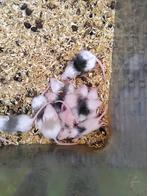 vtm muizen, Dieren en Toebehoren, Reptielen en Amfibieën, Overige soorten, 0 tot 2 jaar