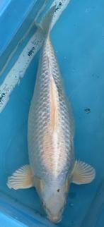 Koi - Ginrin Platinum Ogon, Dieren en Toebehoren, Karper of Koi