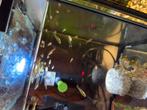 Jonge Endler Guppies te koop 0,50 €, Dieren en Toebehoren, Ophalen, Nieuw
