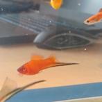 Zwaard dragers, Dieren en Toebehoren, Vissen | Vijvervissen