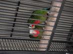 Koppel Cuba amazone voor te kweken te ruil, Dieren en Toebehoren