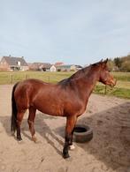 Pony, Dieren en Toebehoren, Merrie, Springpony, Gechipt, 3 tot 6 jaar