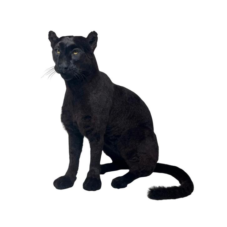 Exclusief te koop: Opgezette zwart poema, Collections, Collections Animaux, Neuf, Animal empaillé, Animal sauvage, Enlèvement ou Envoi