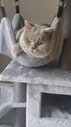 Lilac dekkater met Stamboom, 0 à 2 ans