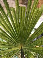 Trachycarpus fortunei striata, Jardin & Terrasse, Plantes | Jardin, Enlèvement
