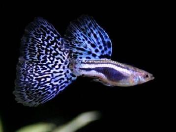 Opzoek naar guppy ‘s en tetra visjes, Dieren en Toebehoren, Vissen | Aquariumvissen