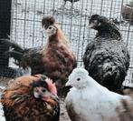Groenleggers / Olijfleggers / Kleurenleggers, Dieren en Toebehoren, Pluimvee, Meerdere dieren, Kip