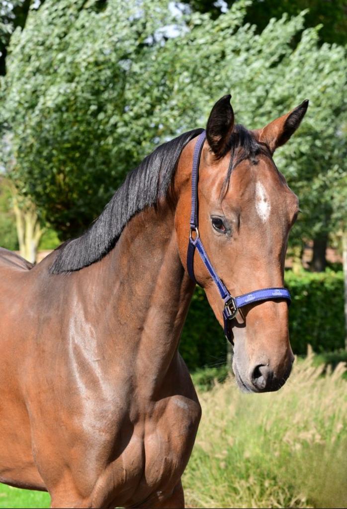 Venice van de Mespelare, prachtige merrie, Dieren en Toebehoren, Paarden, Merrie, 170 tot 175 cm, 3 tot 6 jaar, Springpaard, Met stamboom