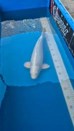 Platinum ogon, 2e jaar/nisai, sakazume, 45-48cm, Dieren en Toebehoren