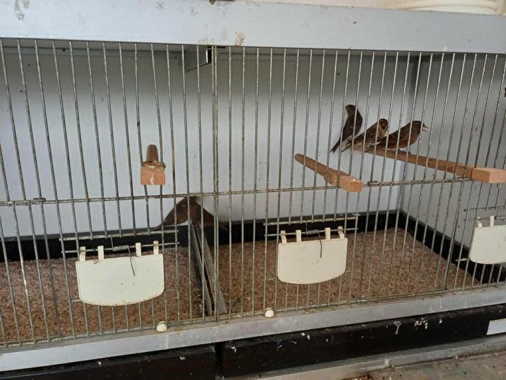 barmsijzen en goudvinken, Dieren en Toebehoren, Vogels | Overige Vogels, Wildzangvogel, Meerdere dieren