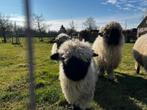walliser schwarznase ooilam & ramlam, Dieren en Toebehoren, Schapen, Geiten en Varkens, Meerdere dieren, Schaap, 0 tot 2 jaar