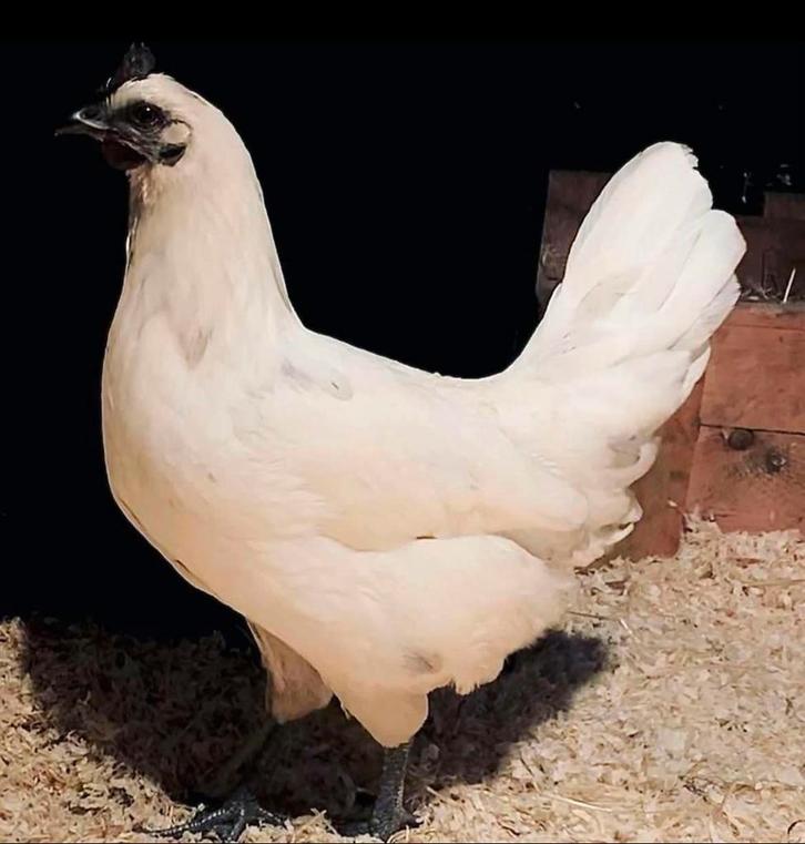 Zeldzame Ga h’mong kippen, Dieren en Toebehoren, Pluimvee, Meerdere dieren