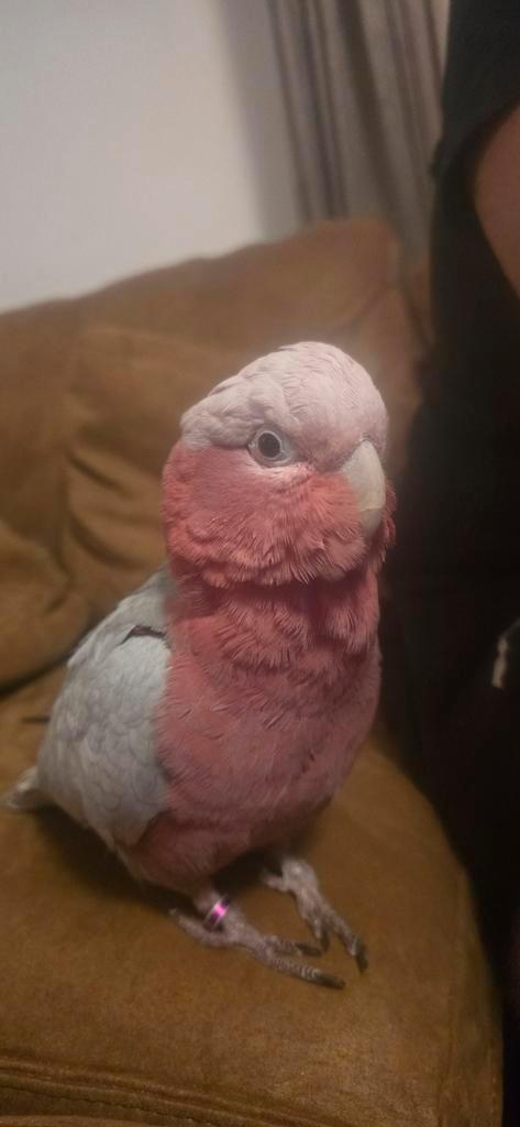 Rose kaketoe, Diversen, Overige Diversen, Ophalen