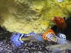 wie heeft er guppy te koop, Vis, Zoetwatervis, Schoolvis