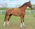 5 jarige dressuur ruin Imposantos x Metall, Dieren en Toebehoren, Paarden, Gechipt, Ruin, M, Dressuurpaard