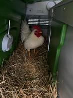 Jonge krielhaan, Mannelijk, Kip