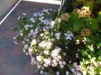 vaste plant, Ophalen, Vaste plant