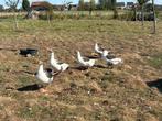 Vlaamse gans