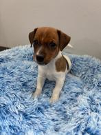 Jack Russel pups, Dieren en Toebehoren, België, Fokker | Hobbymatig, Jack Russell Terriër, 8 tot 15 weken
